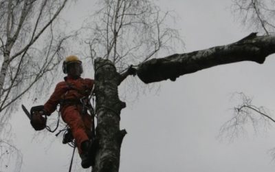 Спил и вырубка деревьев - Ростов-на-Дону, цены, предложения специалистов