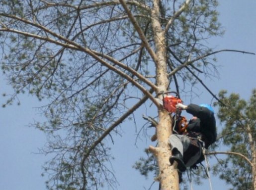 Спил и вырубка деревьев стоимость услуг и где заказать - Ростов-на-Дону