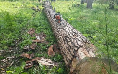 Спил и вырубка деревьев, корчевание пней - Новошахтинск, цены, предложения специалистов