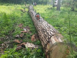 Спил и вырубка деревьев, корчевание пней стоимость услуг и где заказать - Ростов-на-Дону