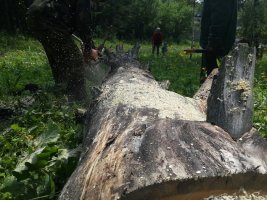 Спил и вырубка деревьев, корчевание пней стоимость услуг и где заказать - Новошахтинск